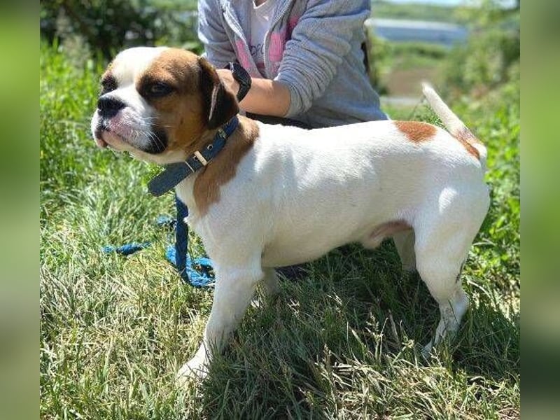 Ruben, Puggle Mischling
