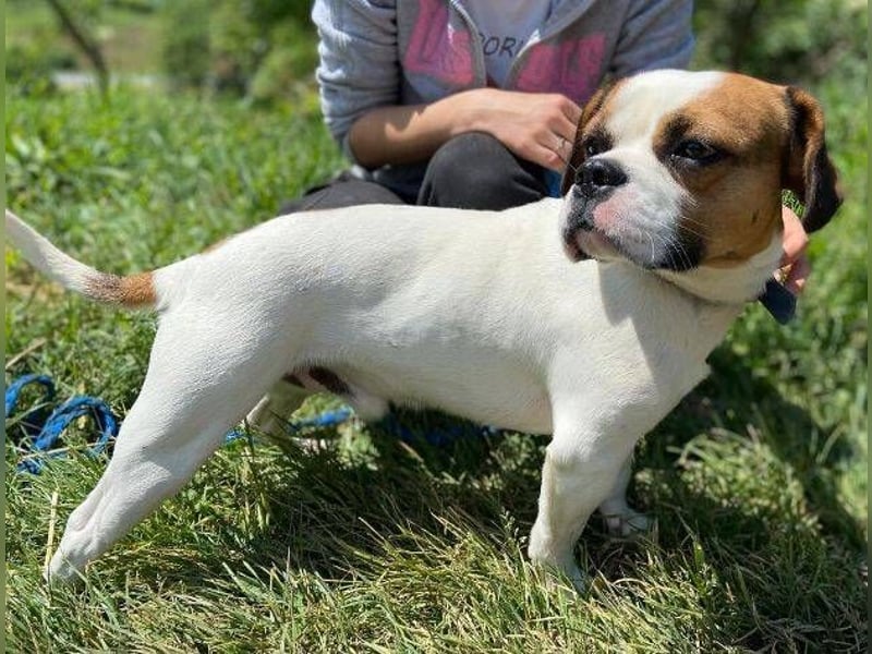 Ruben, Puggle Mischling