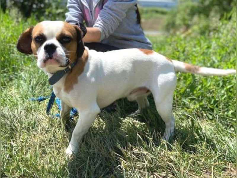 Ruben, Puggle Mischling