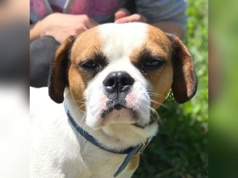 Ruben, Puggle Mischling