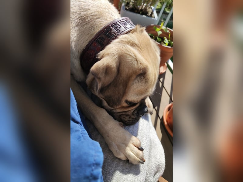 Puggle (Mops Beagle) Mischling 5 Jahre alt in BS