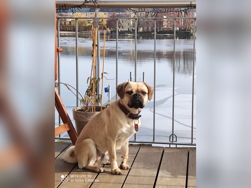 Puggle (Mops Beagle) Mischling 5 Jahre alt in BS