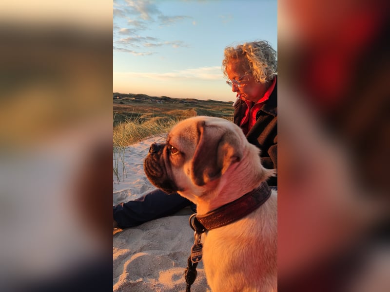 Puggle (Mops Beagle) Mischling 5 Jahre alt in BS
