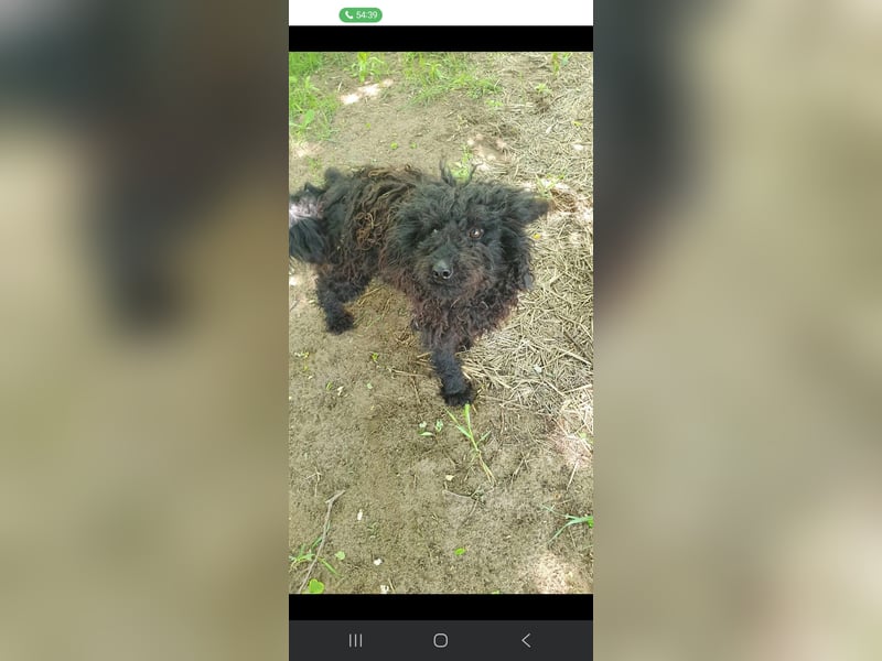 Guba-DG, Hütehund sucht Aufgabe!