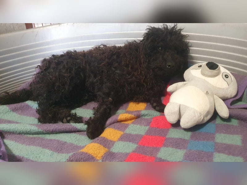 Guba-DG, Hütehund sucht Aufgabe!