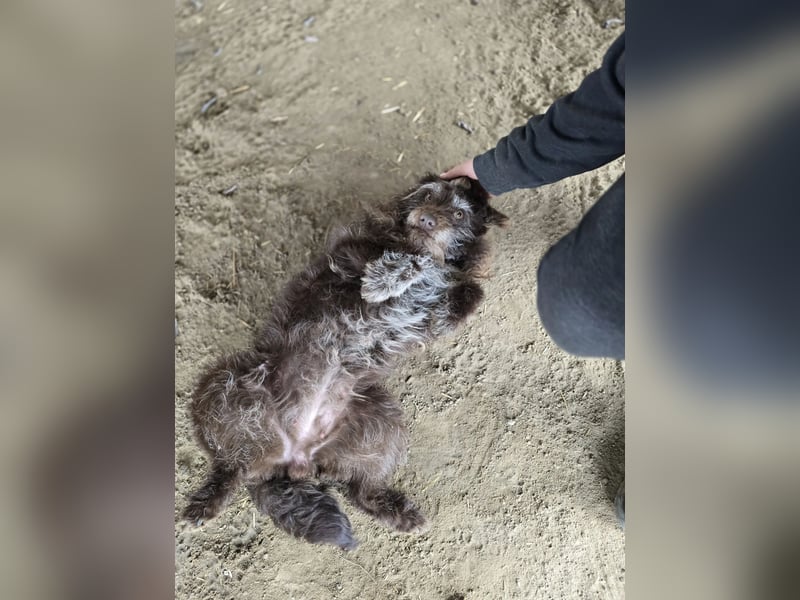 Brios-LM, kleines Wildschwein sucht neues Zuhause!