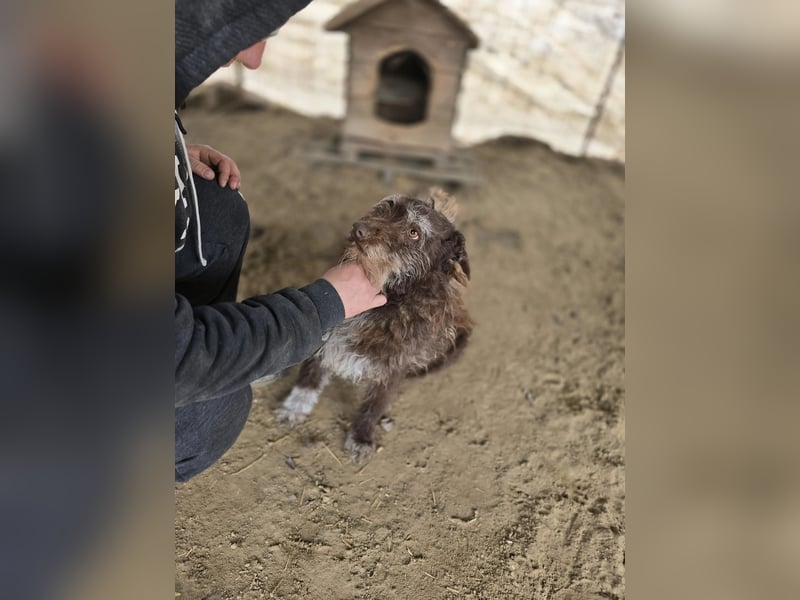 Brios-LM, kleines Wildschwein sucht neues Zuhause!
