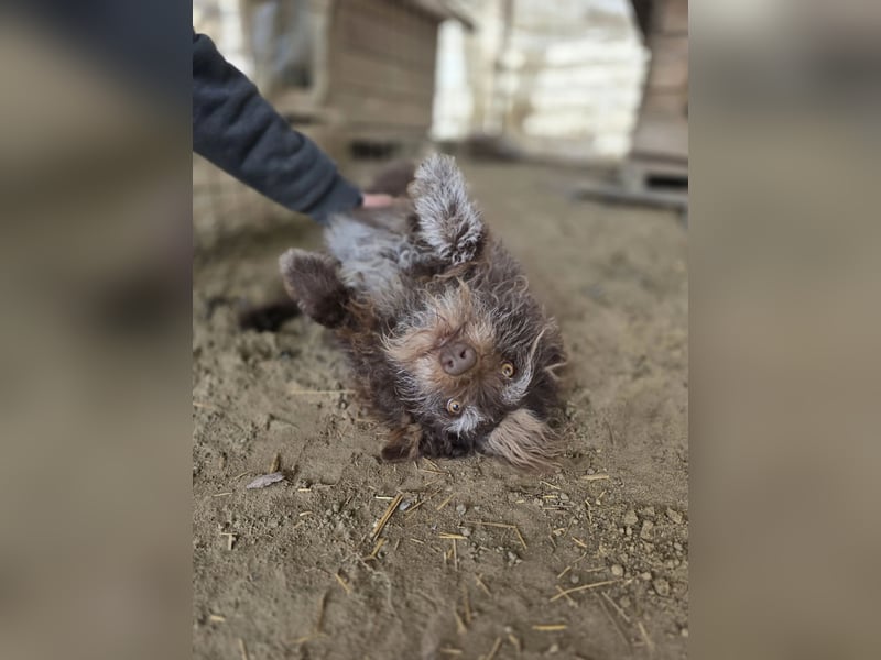 Brios-LM, kleines Wildschwein sucht neues Zuhause!
