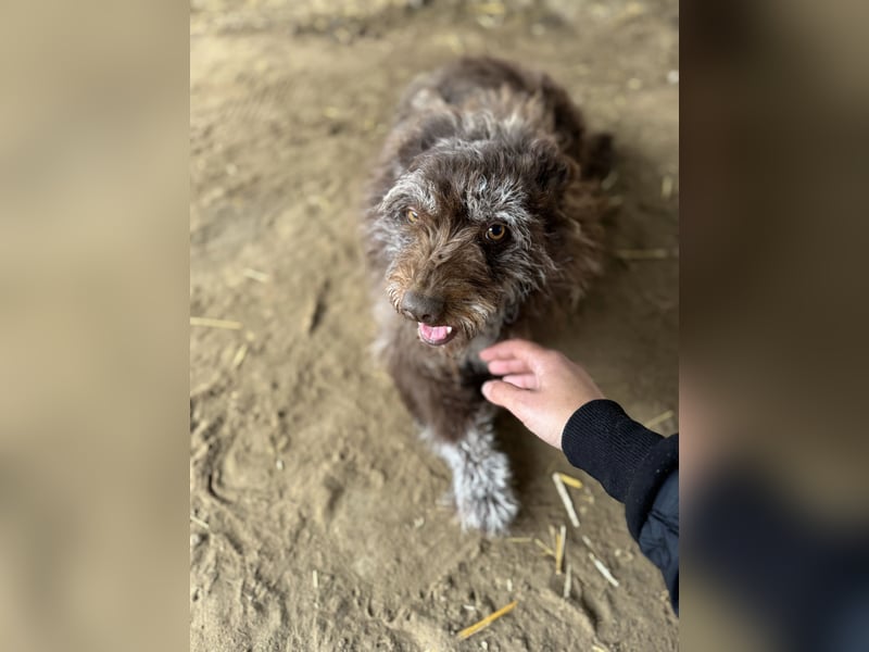 Brios-LM, kleines Wildschwein sucht neues Zuhause!