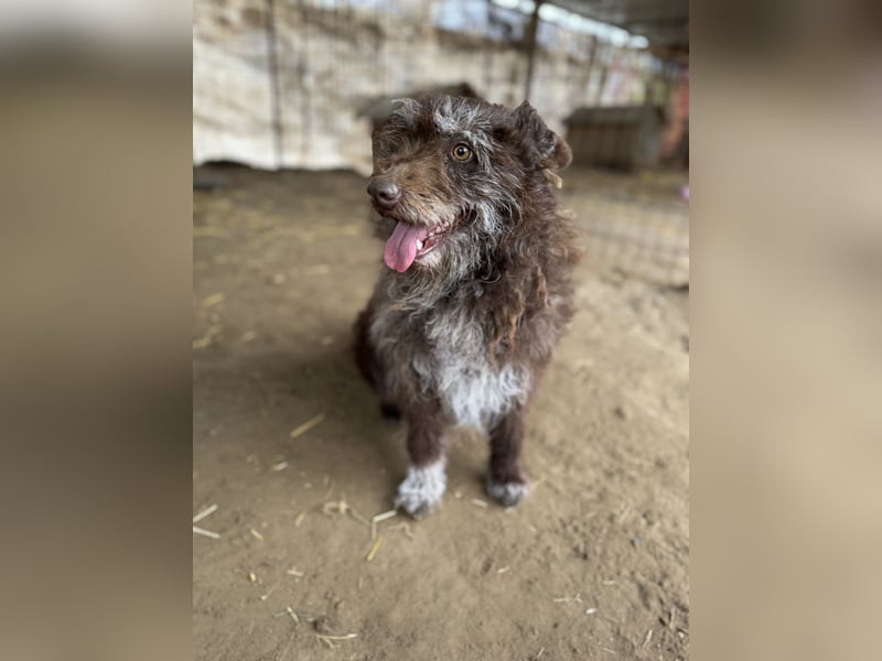 Brios-LM, kleines Wildschwein sucht neues Zuhause!