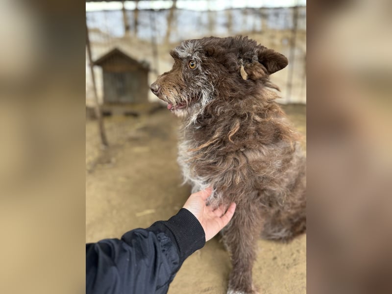 Brios-LM, kleines Wildschwein sucht neues Zuhause!