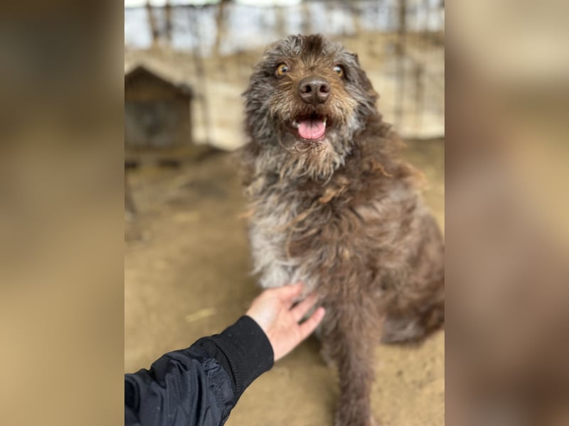 Brios-LM, kleines Wildschwein sucht neues Zuhause!