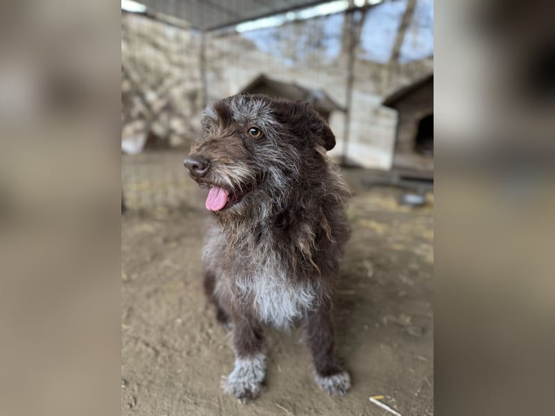 Brios-LM, kleines Wildschwein sucht neues Zuhause!