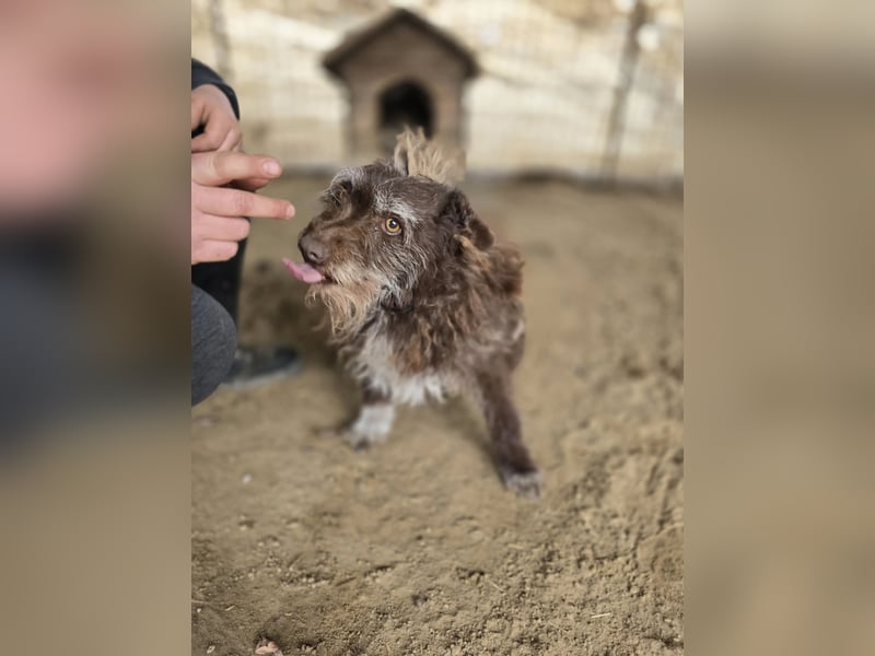 Brios-LM, kleines Wildschwein sucht neues Zuhause!