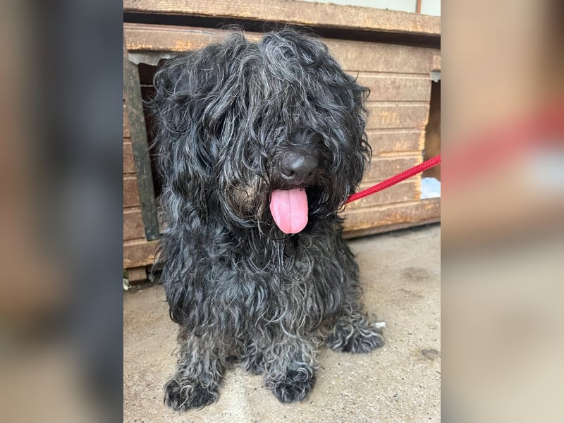 Lola, Puli-Mix, Hündin, geb.am 28.02.2022, 45 cm, 15 kg