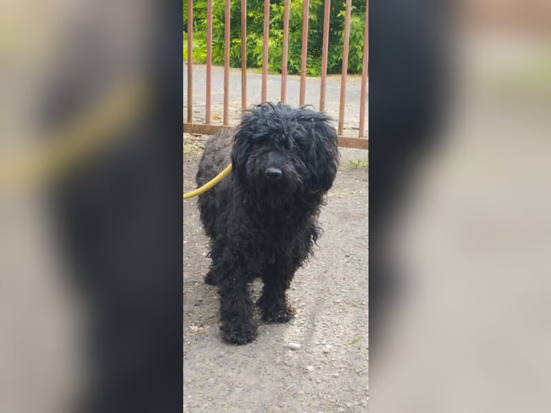 Xena, Puli-Mix, Hündin, geb. ca. 2023, ca. 45 cm