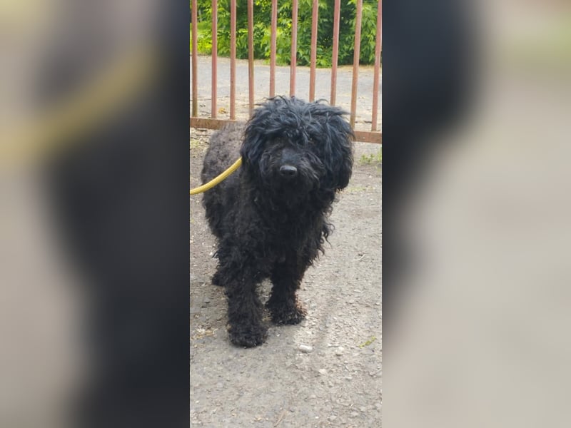 Xena, Puli-Mix, Hündin, geb. ca. 2023, ca. 45 cm