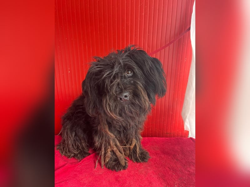 Lola, Puli-Mix, Hündin, geb.am 28.02.2022, 45 cm, 15 kg