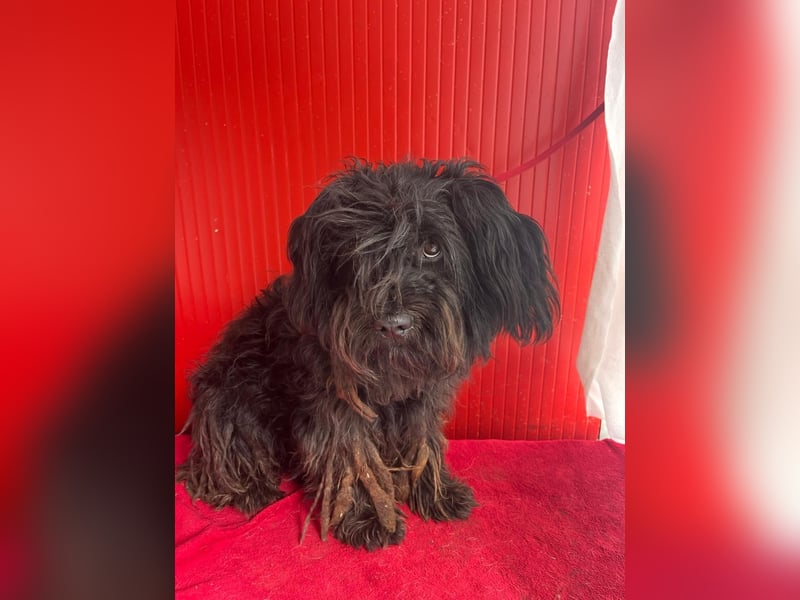 Lola, Puli-Mix, Hündin, geb.am 28.02.2022, 45 cm, 15 kg