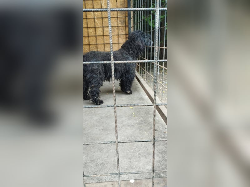 Xena, Puli-Mix, Hündin, geb. ca. 2023, ca. 45 cm