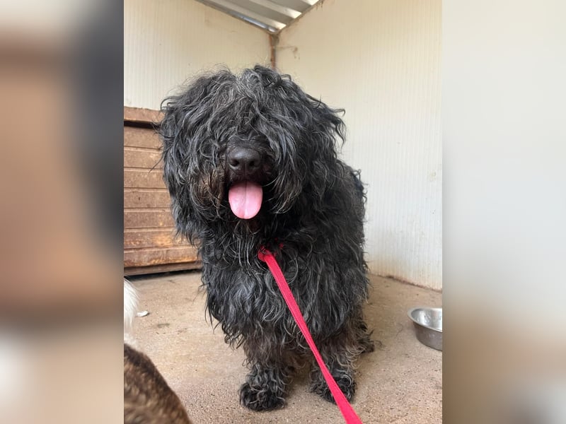 Lola, Puli-Mix, Hündin, geb.am 28.02.2022, 45 cm, 15 kg