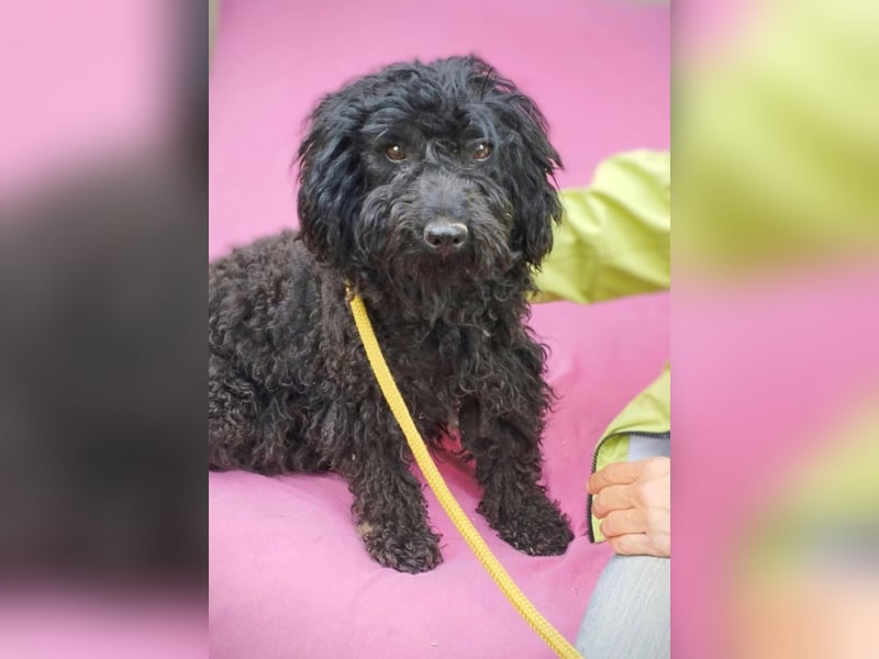 Xena, Puli-Mix, Hündin, geb. ca. 2023, ca. 45 cm