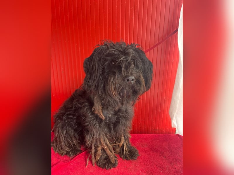 Lola, Puli-Mix, Hündin, geb.am 28.02.2022, 45 cm, 15 kg