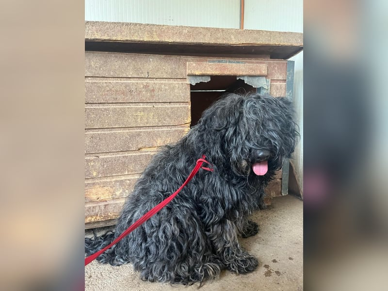 Lola, Puli-Mix, Hündin, geb.am 28.02.2022, 45 cm, 15 kg