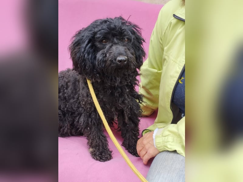 Xena, Puli-Mix, Hündin, geb. ca. 2023, ca. 45 cm
