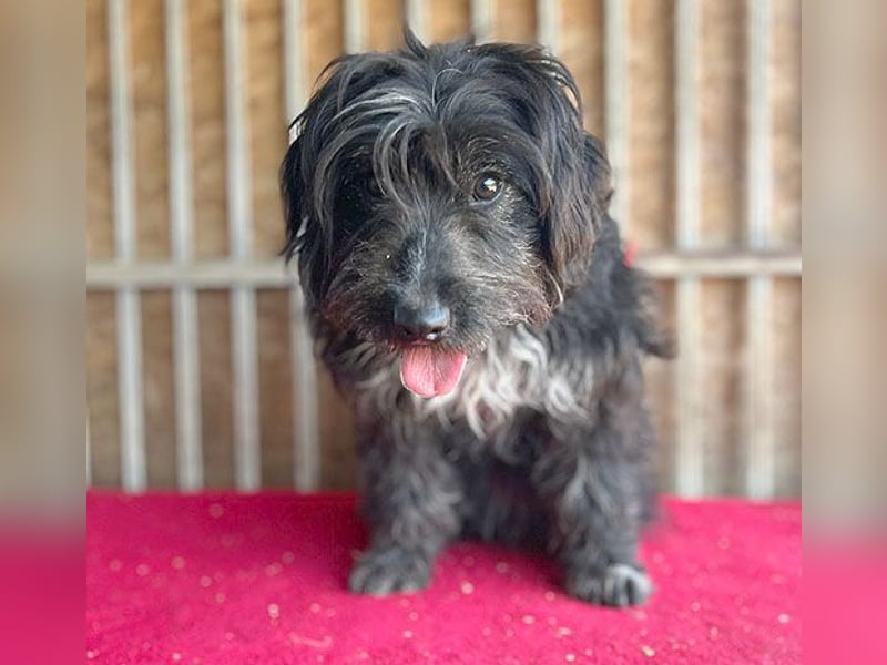 (R) ❤️ charmante MIRA - 2 Jahre, 42cm - Puli-Schnauzer-Mix ❤️