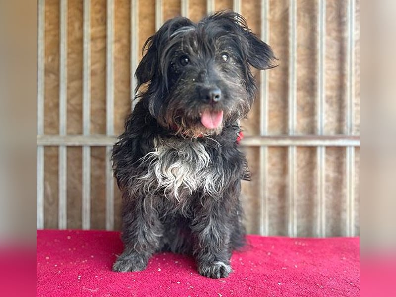 (R) ❤️ charmante MIRA - 2 Jahre, 42cm - Puli-Schnauzer-Mix ❤️