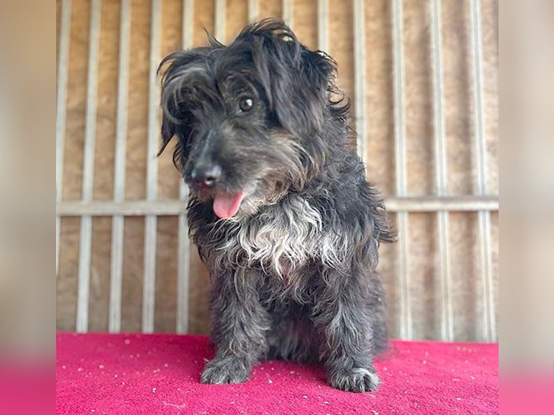 (R) ❤️ charmante MIRA - 2 Jahre, 42cm - Puli-Schnauzer-Mix ❤️