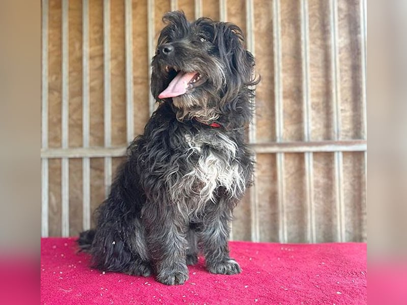 (R) ❤️ charmante MIRA - 2 Jahre, 42cm - Puli-Schnauzer-Mix ❤️