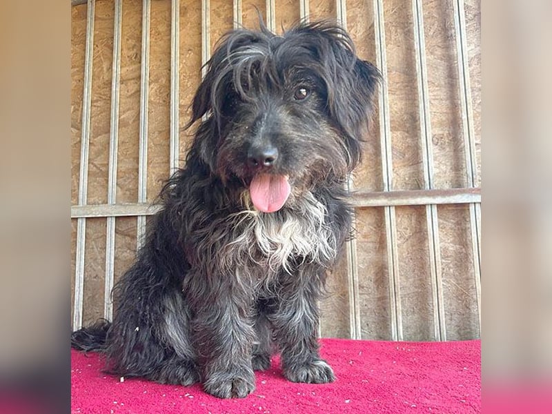 (R) ❤️ charmante MIRA - 2 Jahre, 42cm - Puli-Schnauzer-Mix ❤️