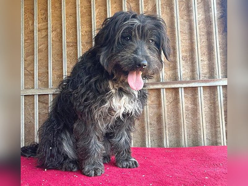 (R) ❤️ charmante MIRA - 2 Jahre, 42cm - Puli-Schnauzer-Mix ❤️