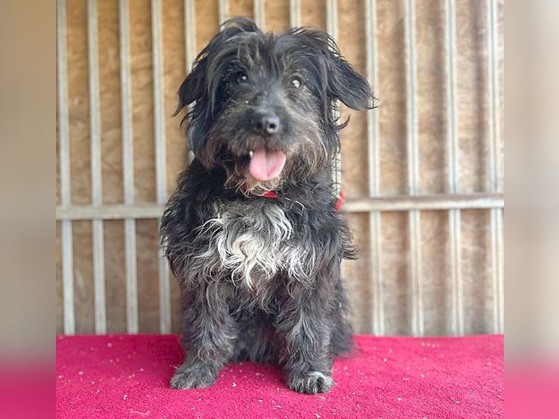 (R) ❤️ charmante MIRA - 2 Jahre, 42cm - Puli-Schnauzer-Mix ❤️