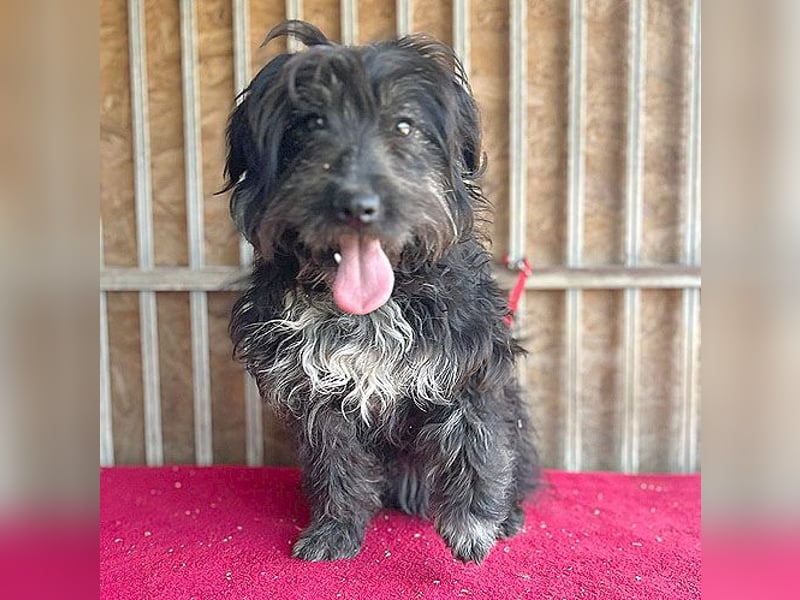 (R) ❤️ charmante MIRA - 2 Jahre, 42cm - Puli-Schnauzer-Mix ❤️