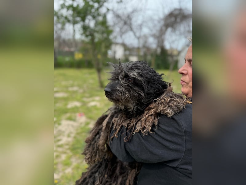 Buksi LM – Sanfte Hundedame sucht warmes Plätzchen für immer