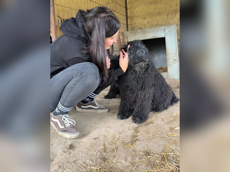 Punok LM – Ruhige Puli-Dame mit großem Herz sucht Geborgenheit