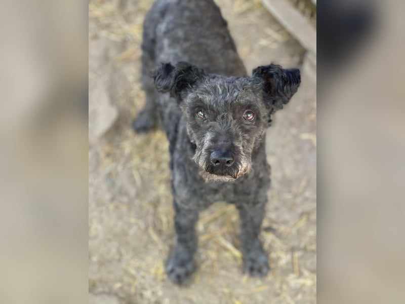 Buksi LM – Sanfte Hundedame sucht warmes Plätzchen für immer