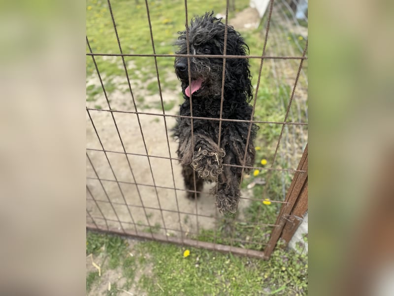 Buksi LM – Sanfte Hundedame sucht warmes Plätzchen für immer