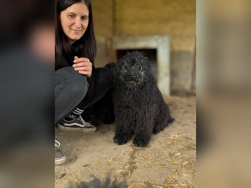 Punok LM – Ruhige Puli-Dame mit großem Herz sucht Geborgenheit