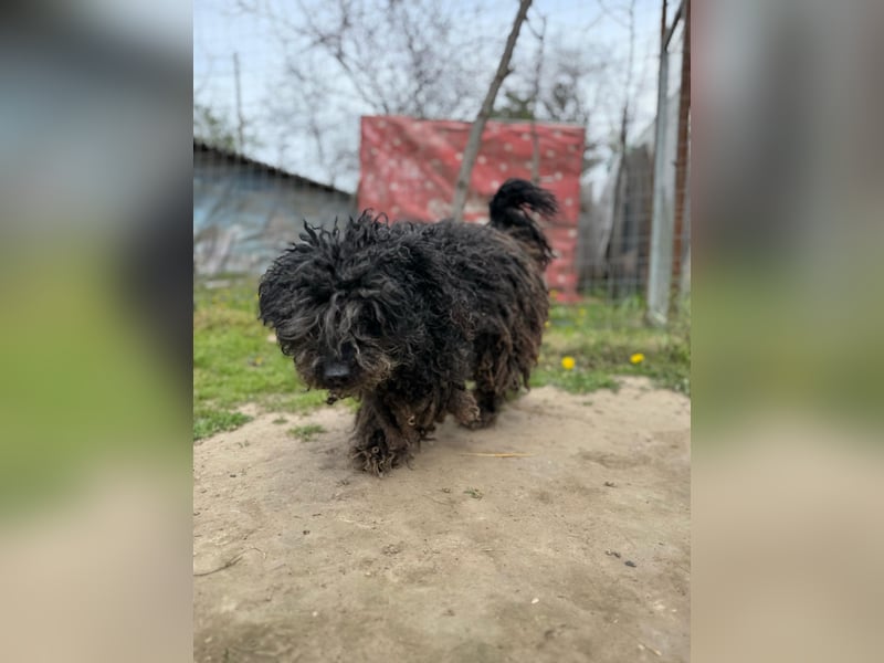 Buksi LM – Sanfte Hundedame sucht warmes Plätzchen für immer