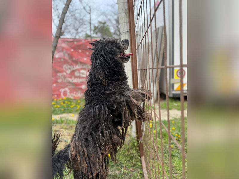 Buksi LM – Sanfte Hundedame sucht warmes Plätzchen für immer