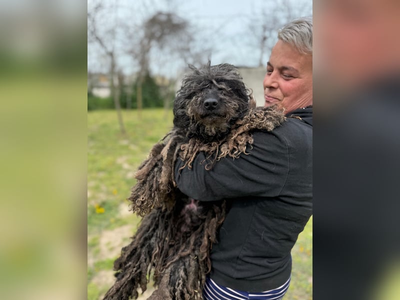Buksi LM – Sanfte Hundedame sucht warmes Plätzchen für immer
