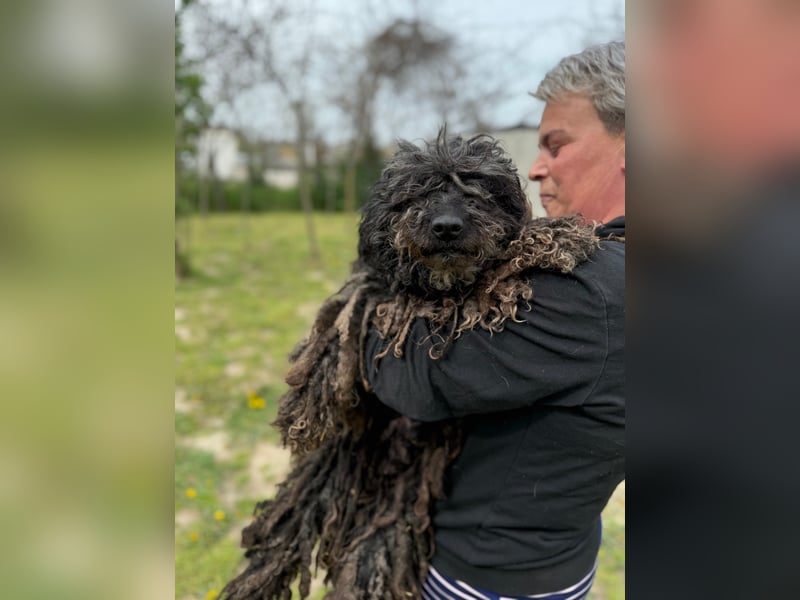 Buksi LM – Sanfte Hundedame sucht warmes Plätzchen für immer