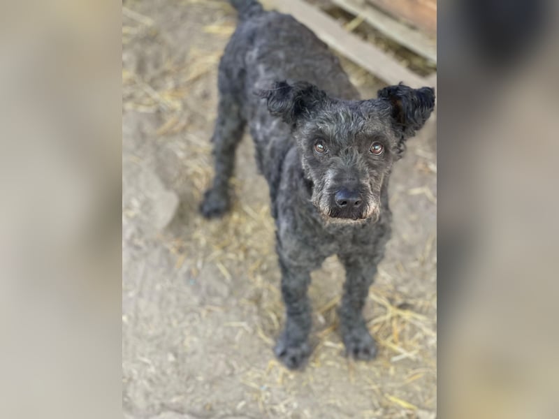Buksi LM – Sanfte Hundedame sucht warmes Plätzchen für immer