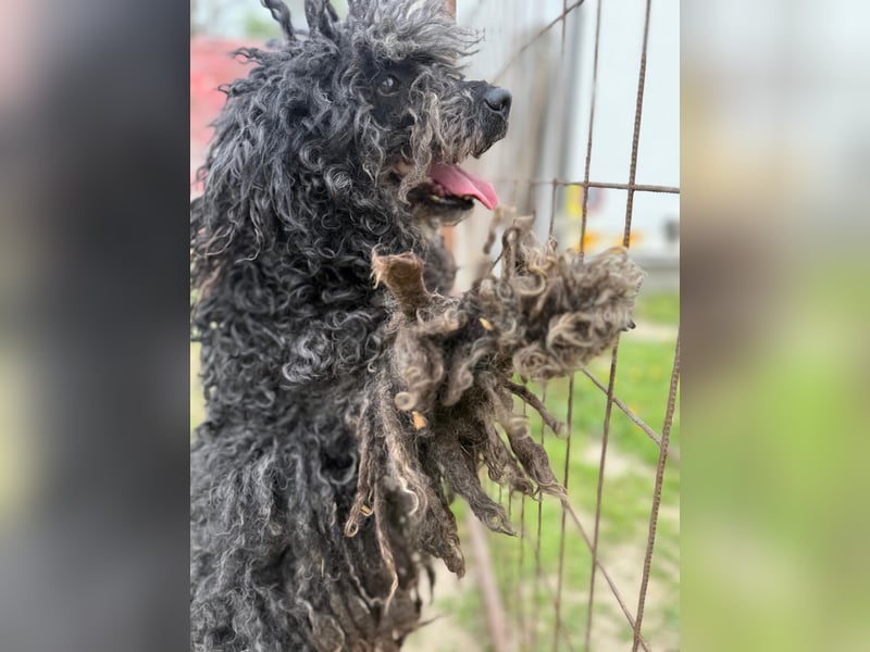 Buksi LM – Sanfte Hundedame sucht warmes Plätzchen für immer