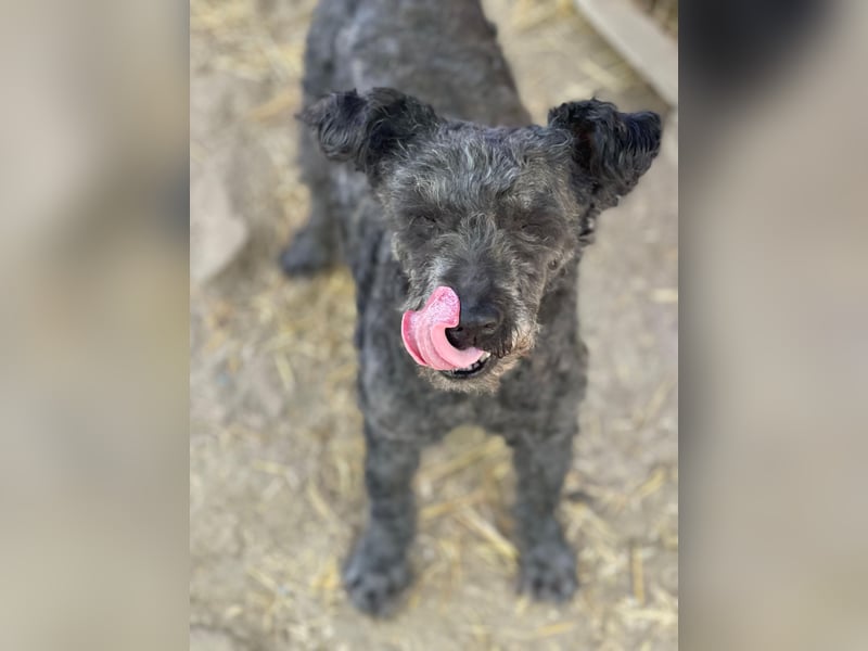 Buksi LM – Sanfte Hundedame sucht warmes Plätzchen für immer