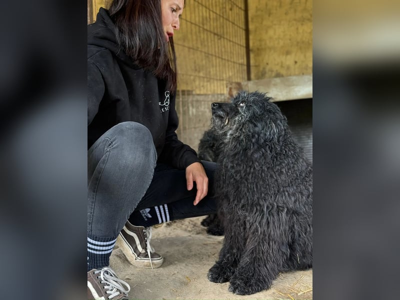 Punok LM – Ruhige Puli-Dame mit großem Herz sucht Geborgenheit